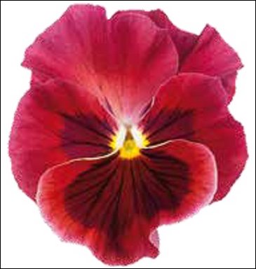 Виола гибридная (Viola wittrockiana x cornuta)