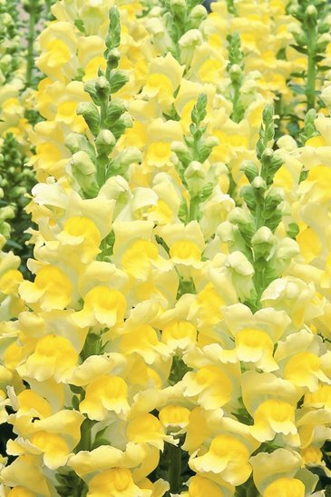 Львиный зев (Антирринум) большой (Antirrhinum majus)