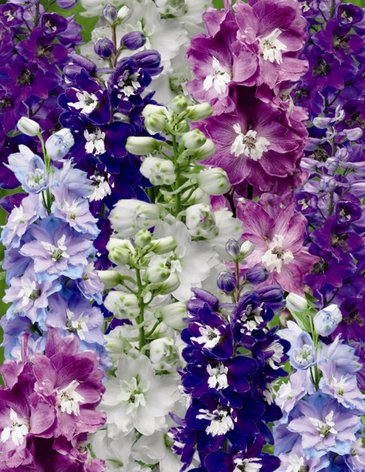 Дельфиниум высокий (Delphinium elatum)