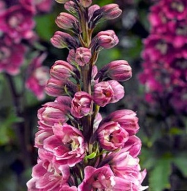 Дельфиниум высокий (генетически компактный) (Delphinium elatum)