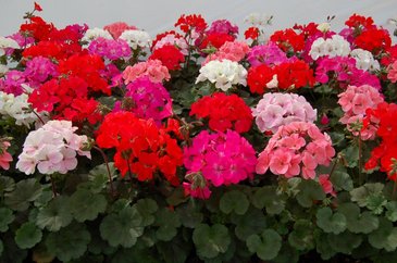 Герань (пеларгония садовая) генетически компактная (Pelargonium x hortorum)