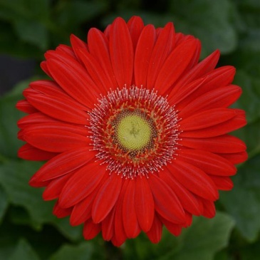 Гербера Джеймсона (Gerbera jemesonii)