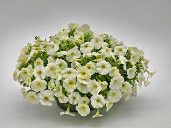 Петуния ампельная гибридная (Petunia х hybrida)