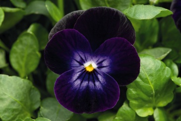 Виола рогатая (Viola cornuta)