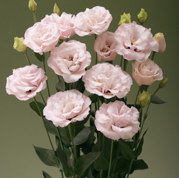 Лизиантус (Эустома) крупноцветковый (Lisianthus grandiflorum)