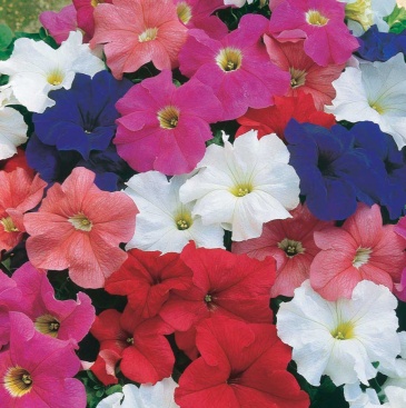 Петуния крупноцветковая (Petunia grandiflora)