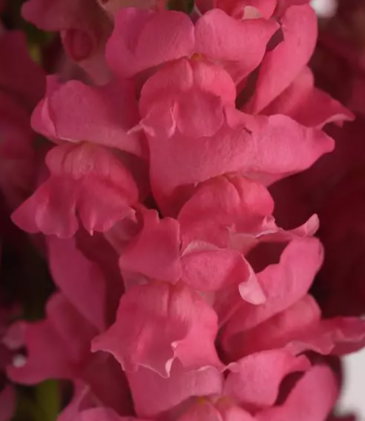 Львиный зев (Антирринум) большой (Antirrhinum majus)