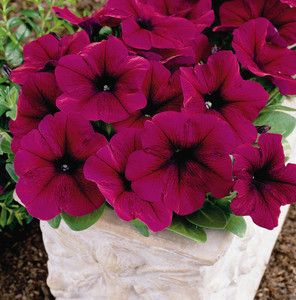 Петуния многоцветковая (Petunia multiflora)
