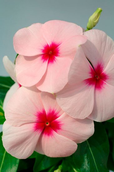 Катарантус розовый (Vinca rosea)