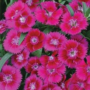 Гвоздика китайская х турецкая (Dianthus chinensis  x barbatus)