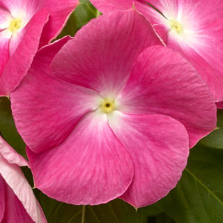 Катарантус розовый (Vinca rosea)