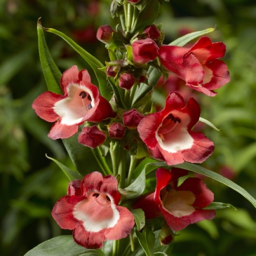 Пенстемон Хартвига (Penstemon hartwegii)
