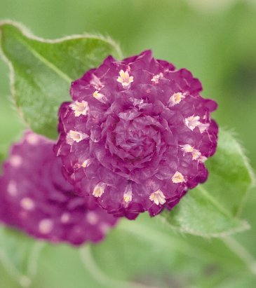Гомфрена шаровидная (Gomphrena globosa)