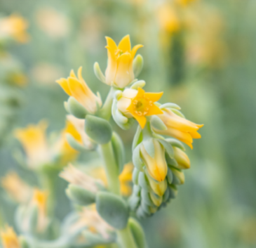Эхеверия Пикока (Echeveria peacockii (desmetiana))