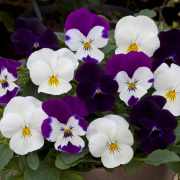Виола виттрока ампельная (Viola x wittrockiana)
