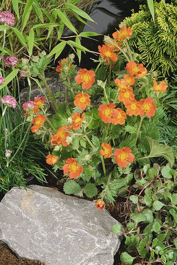 Гравилат шарлаховый (Geum coccineum)