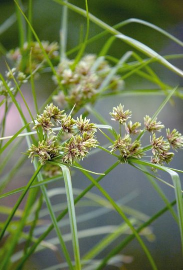 Сыть гладкая (Cyperus glaber)