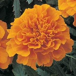 Бархатцы отклоненные (Tagetes patula) Бархатцы отклоненные (Tagetes patula)