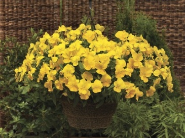Виола Виттрока ампельная (Viola wittrockiana)