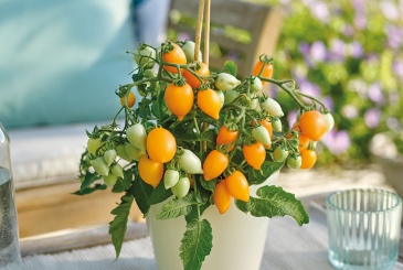 Томат (Lycopersicon esculentum)