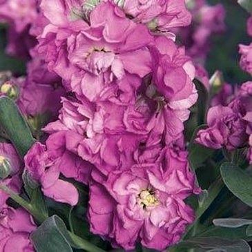 Левкой седой (Matthiola incana)