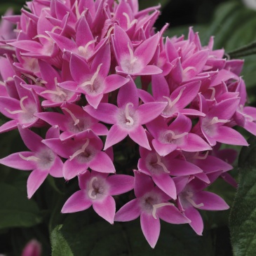 Пентас ланцетовидный (Pentas lanceolata)