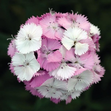 Гвоздика турецкая (Dianthus barbatus)