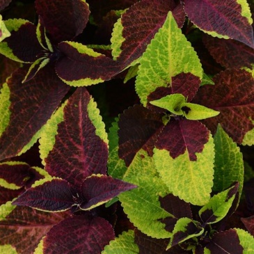 Колеус гибридный (Coleus х hybrida)
