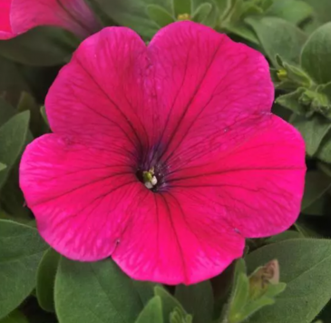 Петуния ампельная гибридная (Petunia х hybrida)