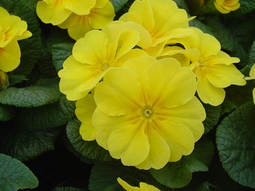 Примула бесстебельная (Primula acaulis) Примула бесстебельная (Primula acaulis)