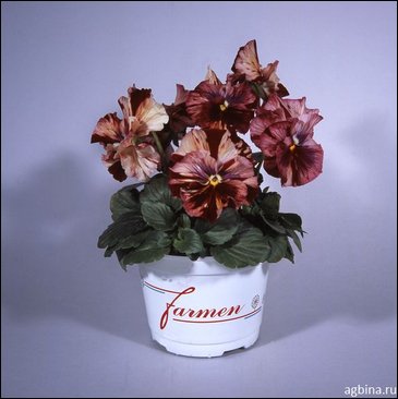 Виола Виттрока бахромчатая (Viola wittrockiana)