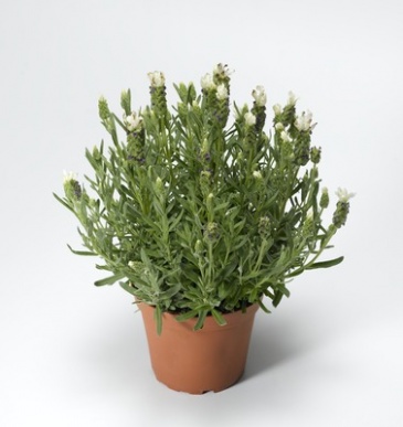 Лаванда стэхадская (Lavandula stoechas)