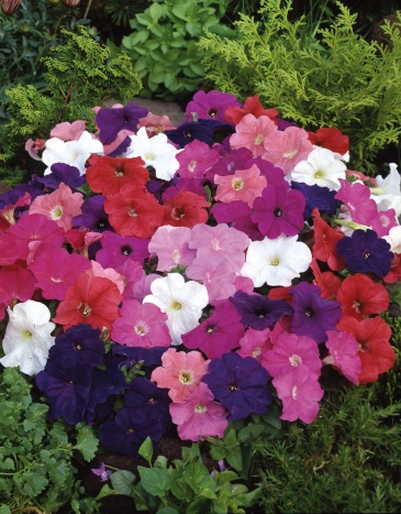 Петуния многоцветковая (генетически компактная) (Petunia multiflora)