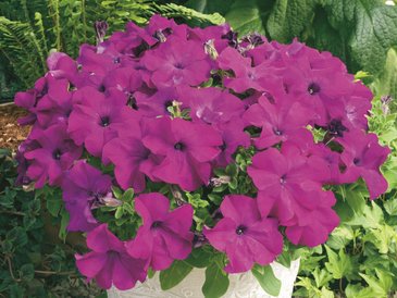 Петуния крупноцветковая (Petunia grandiflora)