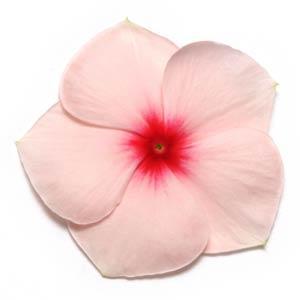 Катарантус розовый (Vinca rosea)