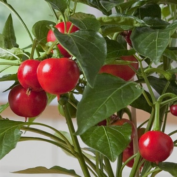 Перец летний (Capsicum annuum)