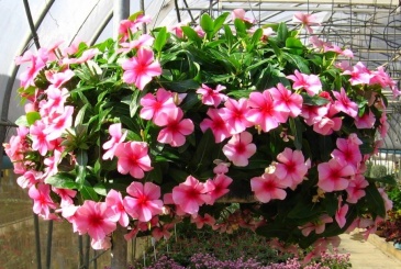 Катарантус розовый ампельный (Vinca rosea)