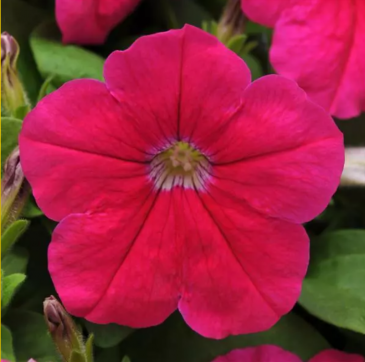 Петуния крупноцветковая (генетически компактная) (Petunia grandiflora)