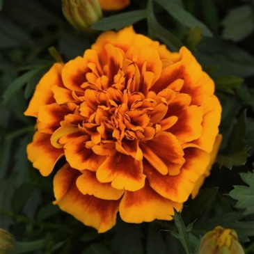 Бархатцы отклоненные (Tagetes patula)