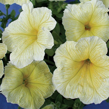 Петуния многоцветковая (Чехия) (Petunia multiflora)