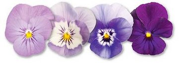Виола рогатая (Viola cornuta)