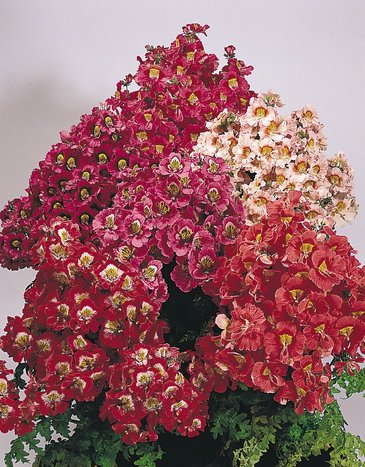 Схизантус визетонский (Schizanthus wisetonensis)