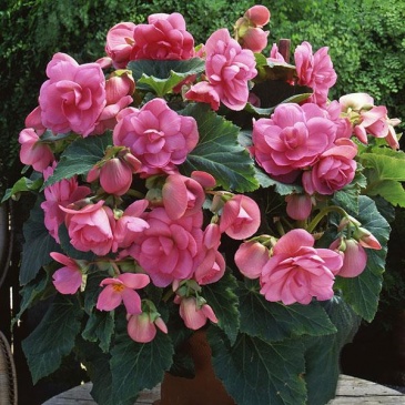 Бегония клубневая махровая (Begonia tuberhybrida)