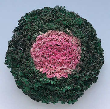 Декоративная капуста (Brassica oleracea)