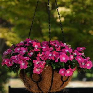 Катарантус розовый ампельный (Vinca rosea)