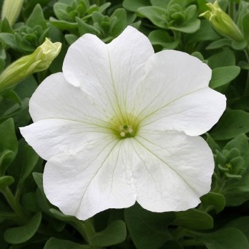 Петуния крупноцветковая (Petunia grandiflora)
