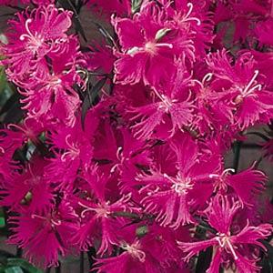 Гвоздика турецкая (Dianthus barbatus)
