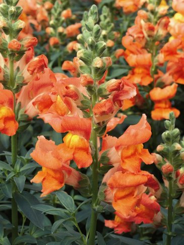 Львиный зев (Антирринум) большой (Antirrhinum majus)