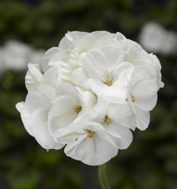 Герань (пеларгония садовая) (Pelargonium x hortorum)