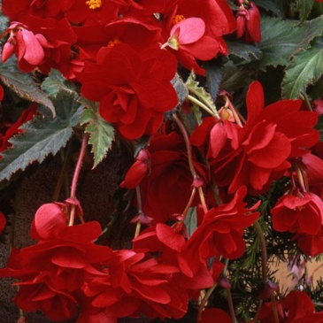 Бегония клубневая махровая ампельная (Begonia tuberhybrida)